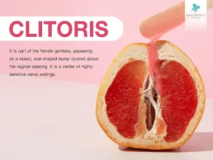 What is the clitoris