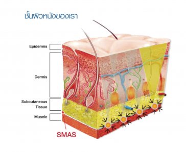 ชั้นผิวหนังของเรา ชั้นผิวหนังของเรา