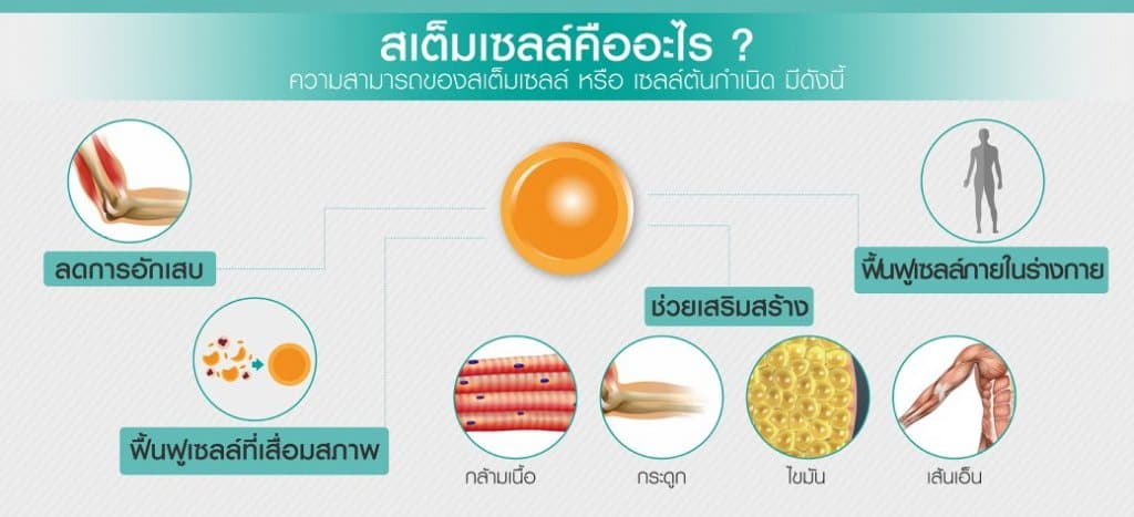 สเต็มเซลล์สำหรับฉีดไขมันหน้าเด็ก Fat Transfer