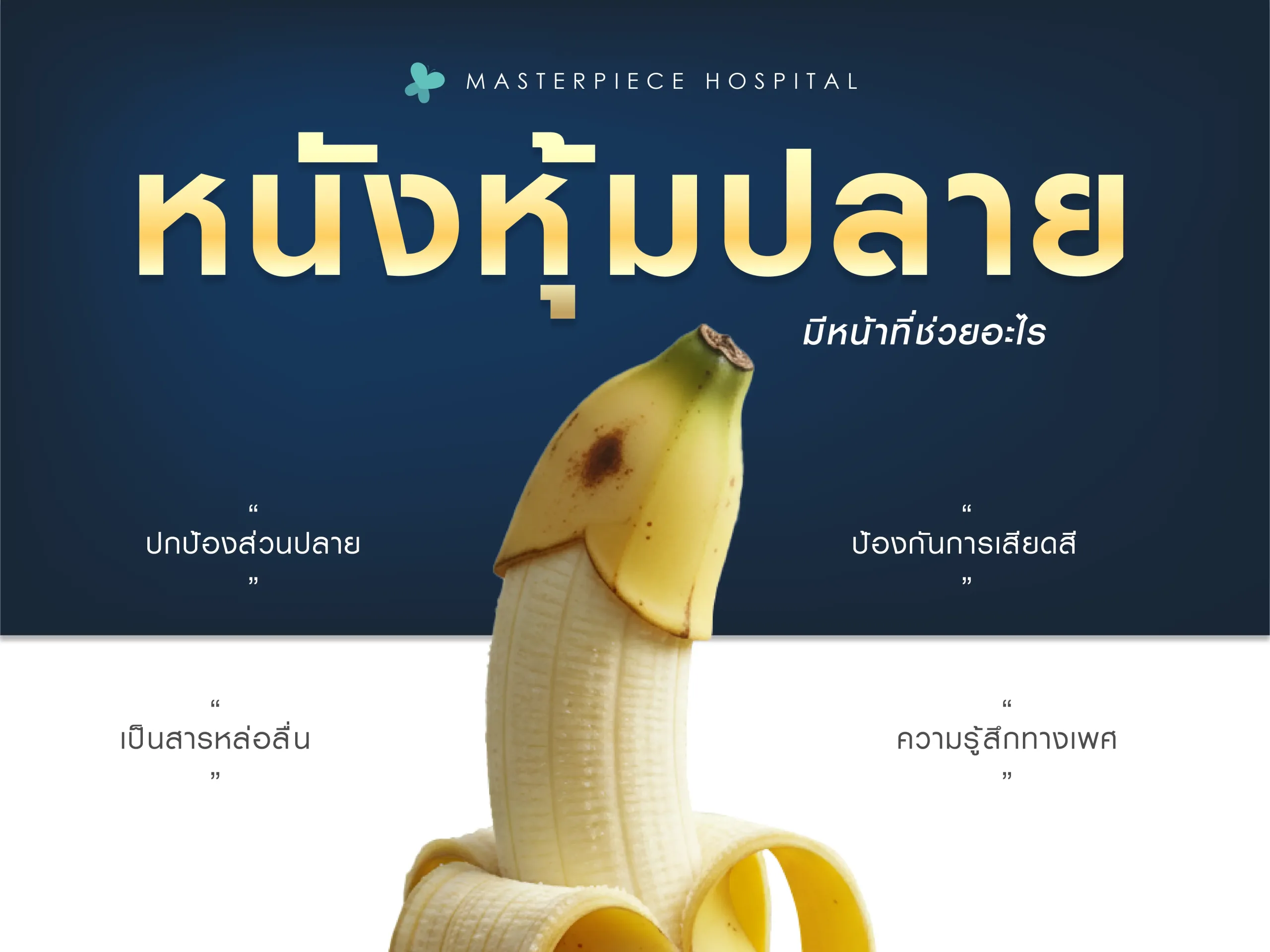 หน้าที่ของหนังหุ้มปลายอวัยวะเพศ 