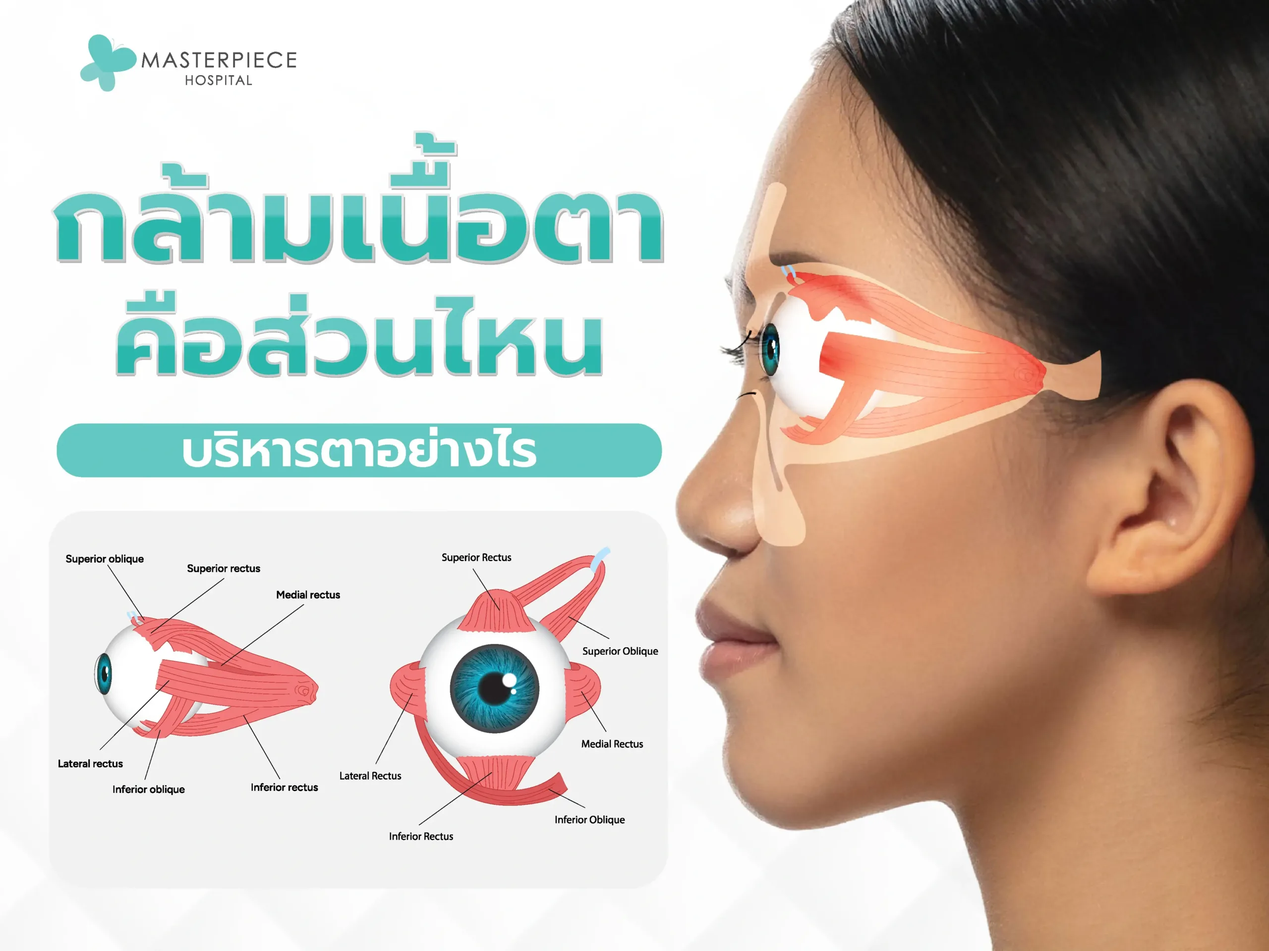 กล้ามเนื้อตาคือส่วนไหน ฝึกบริหารกล้ามเนื้อตาได้อย่างไร