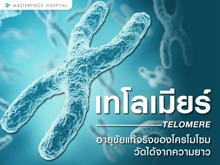 เทโลเมียร์ อายุขัยแท้จริงของโครโมโซมวัดได้จากความยาว