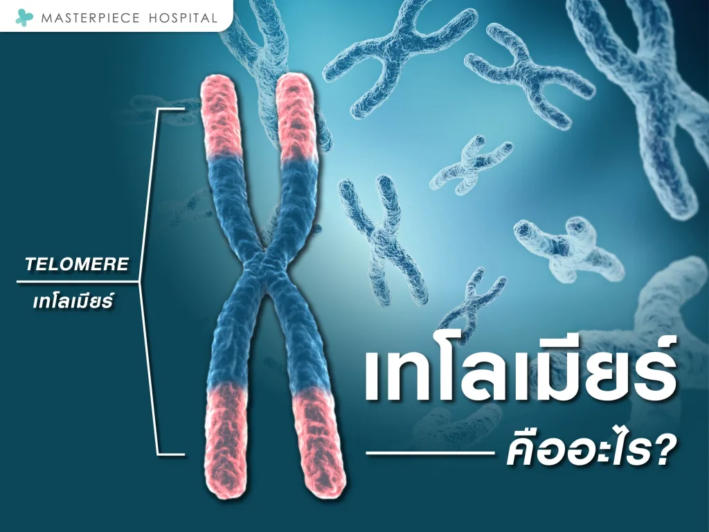 เทโลเมียร์คืออะไร