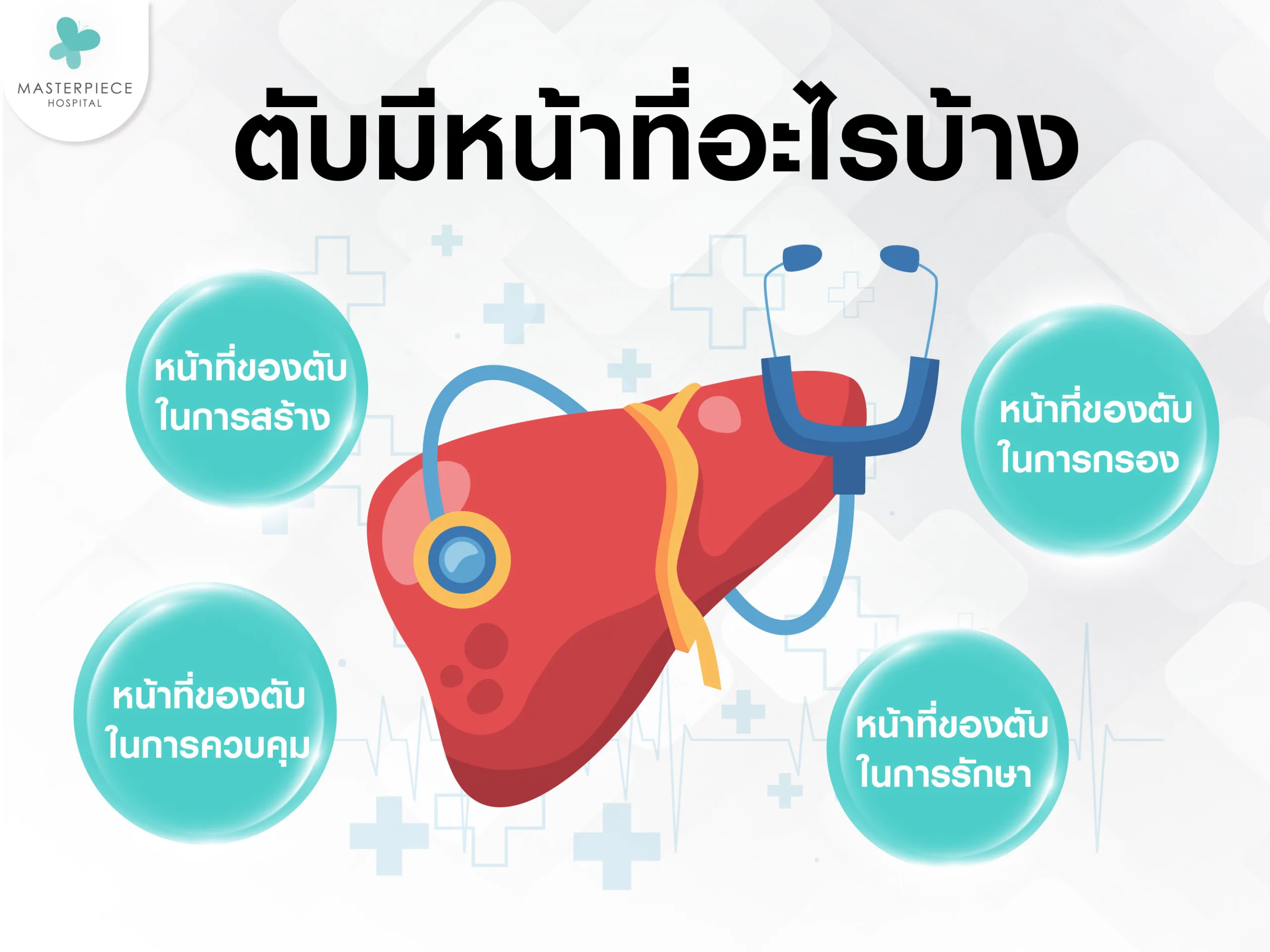หน้าที่ตับมีอะไรบ้าง