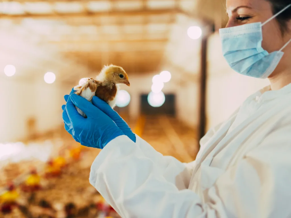 ไข้หวัดนก H5N1 คืออะไร?