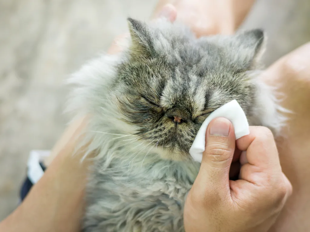 วิธีป้องกันและดูแลสัตว์เลี้ยงให้ปลอดภัยจากไข้หวัดนก H5N1