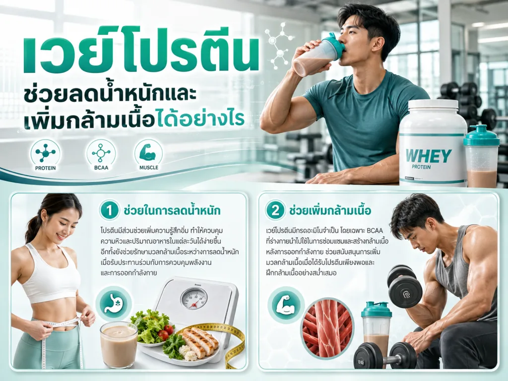 เวย์โปรตีนช่วยลดน้ำหนักและเพิ่มกล้ามเนื้อได้อย่างไร