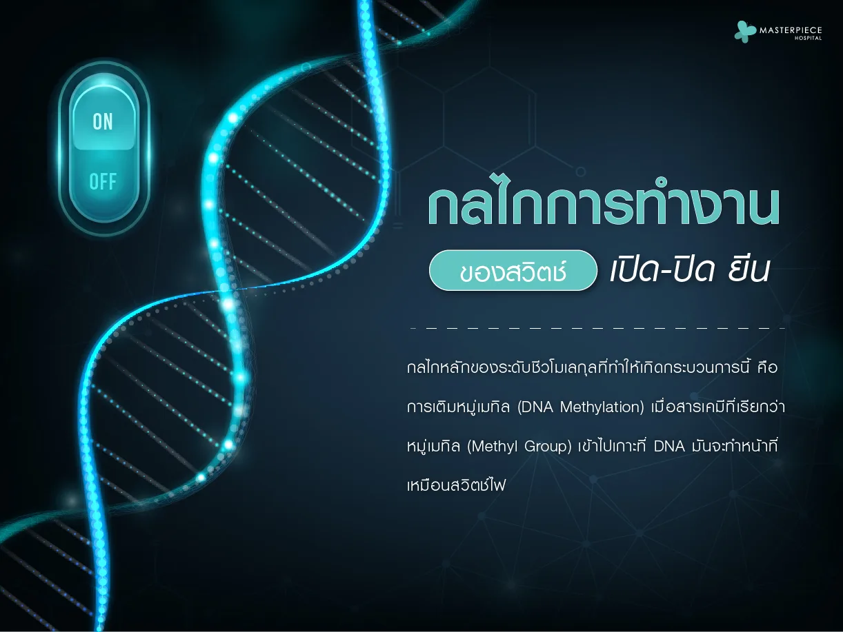 กลไกการทำงานของสวิตช์เปิดปิดยีน