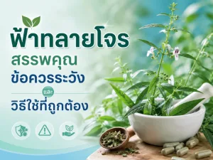 ฟ้าทลายโจร สรรพคุณ ข้อควรระวัง และวิธีใช้ที่ถูกต้อง